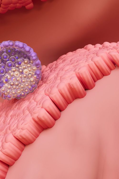 Embryo Transfer: The Most Anticipated Step in the IVF Journey